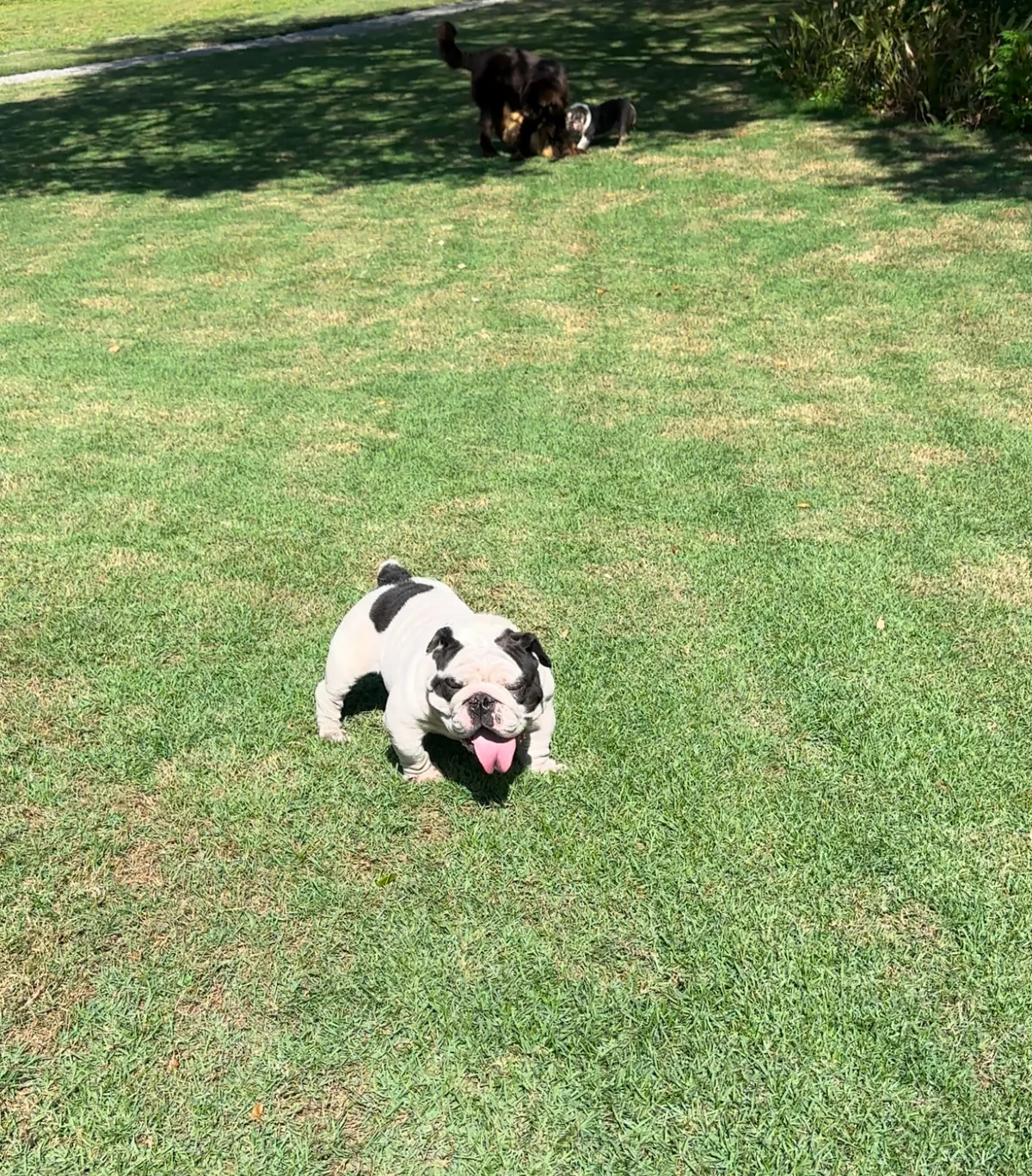 A black and white English bulldog on the grass with other dogs behind