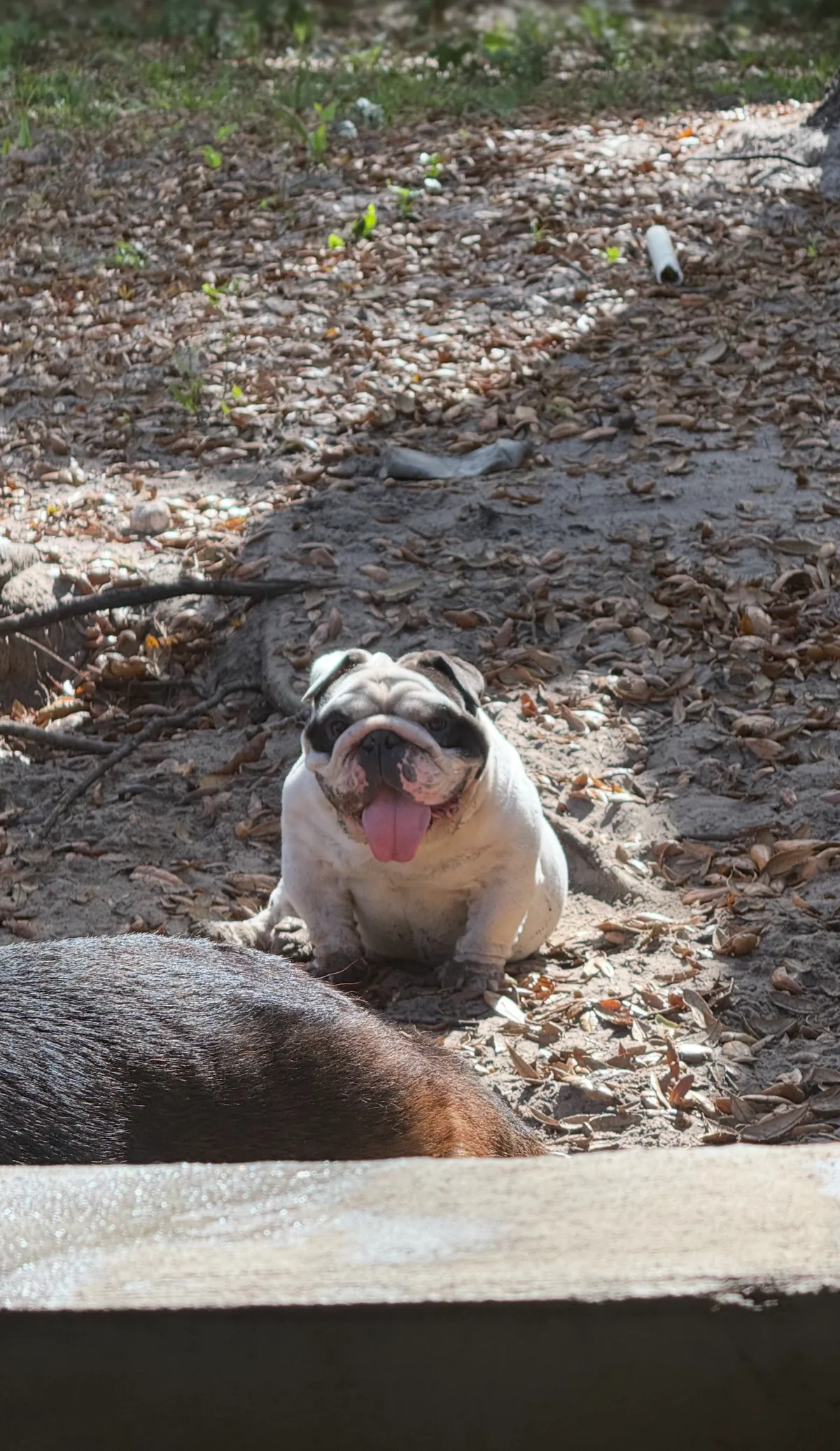 A black and white English bulldog sitting outdoors with its tongue out