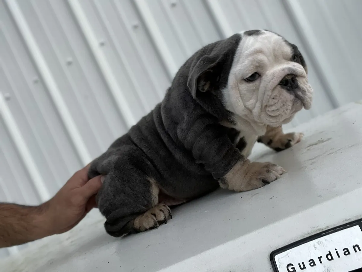 A blue and white English bulldog puppy shown from the side