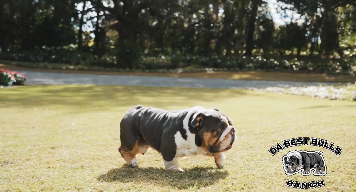 A blue tri English bulldog stud walking across the lawn