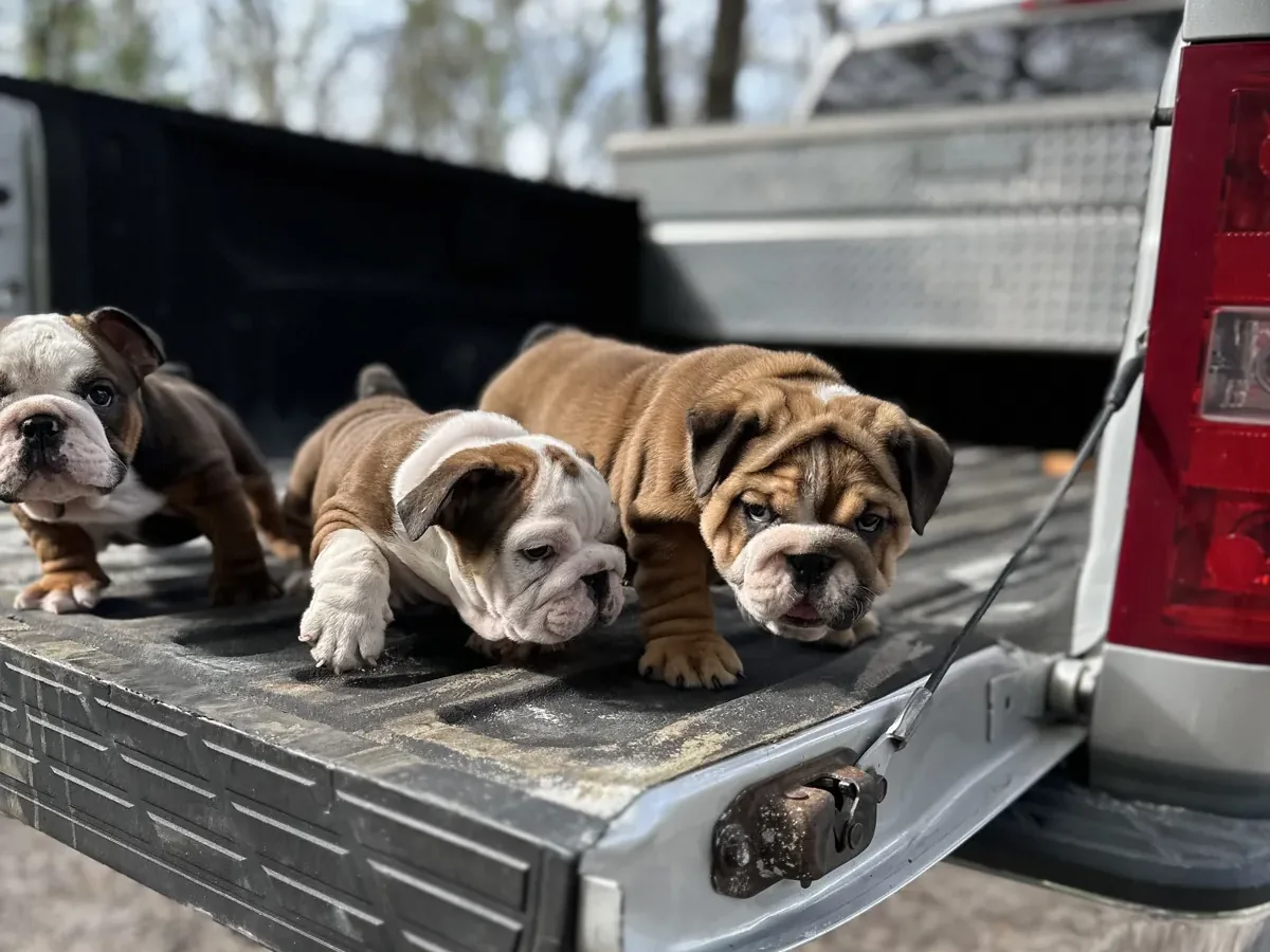 Bulldog puppies ready for delivery truck