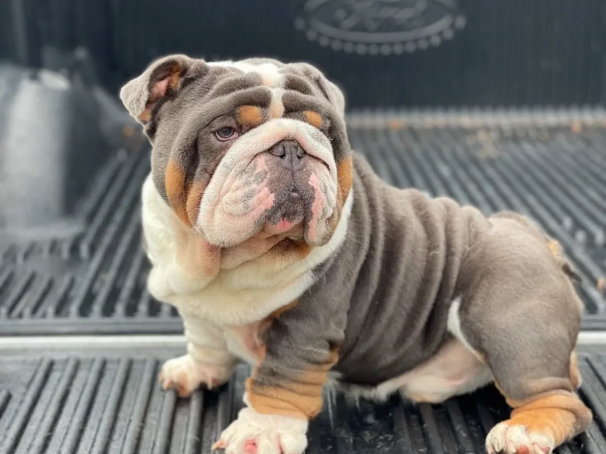 A chocolate tri English bulldog sitting in a pickup truck bed