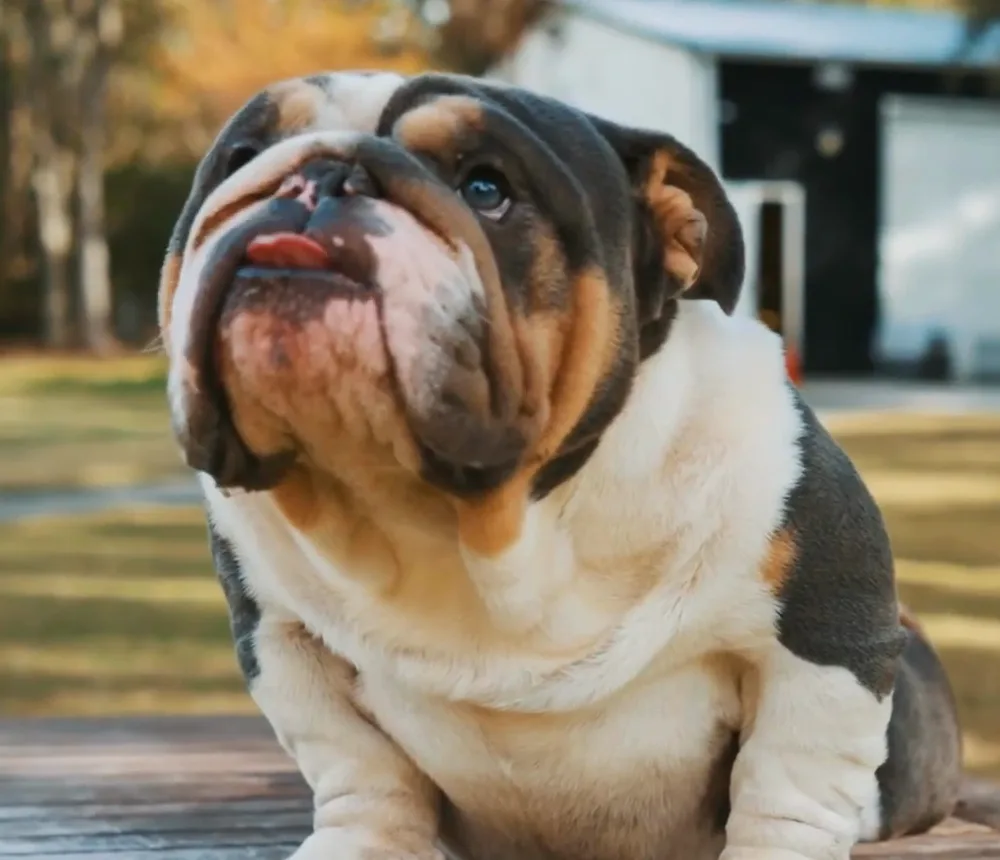 DaChamp, a blue tri English bulldog stud, sitting on a wooden table and looking up
