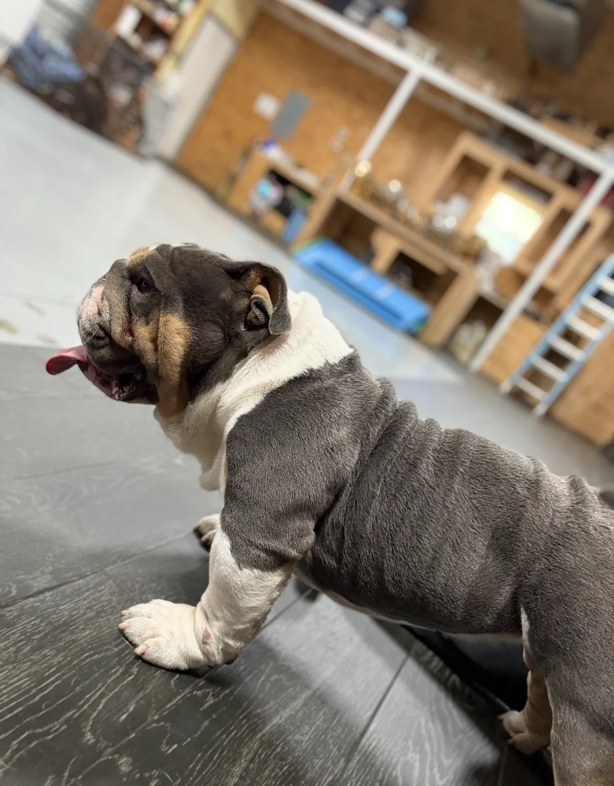DaChamp, mini English bulldog stud