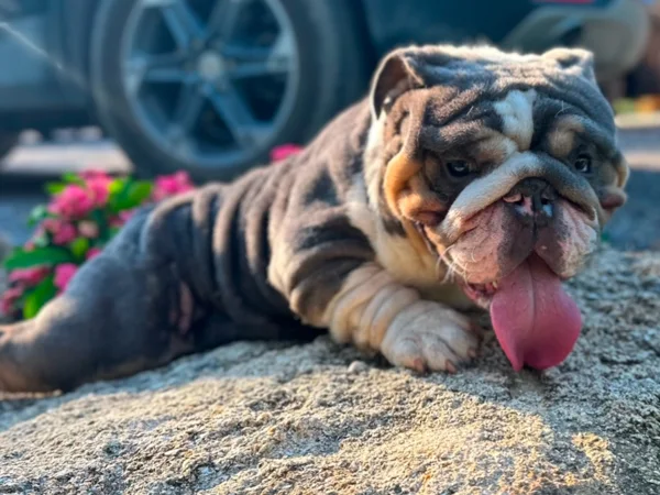 dachamp mini english bulldog stud 4