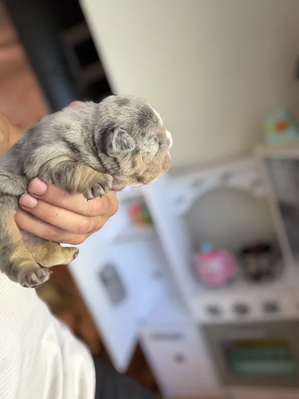 DaChamp × DaNite English bulldog puppy at DaBestBulls Ranch