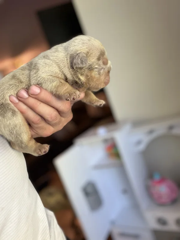 DaChamp × DaNite English bulldog puppy at DaBestBulls Ranch