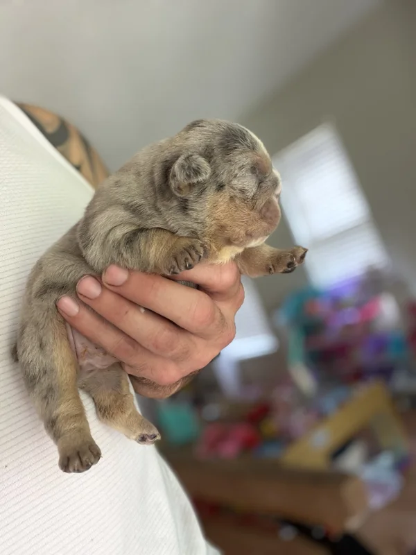 DaChamp × DaNite English bulldog puppy at DaBestBulls Ranch