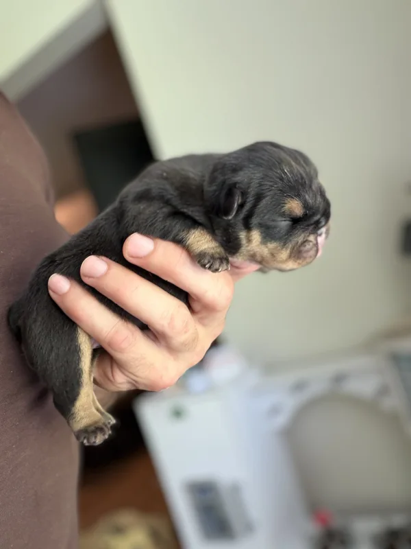 DaChamp × DaNite English bulldog puppy at DaBestBulls Ranch