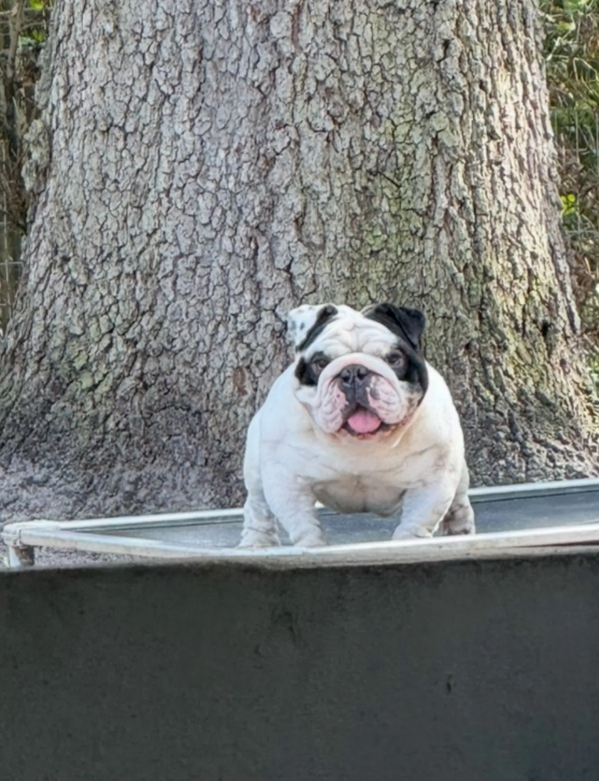 DaMilkMan, micro English bulldog stud