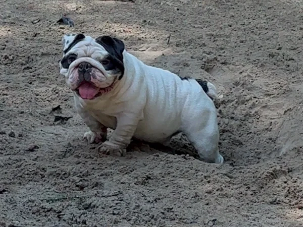 damilkman micro english bulldog stud 2