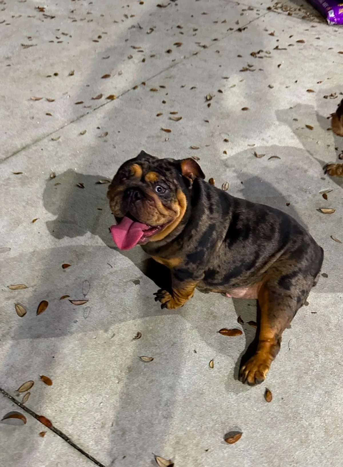DaNite, black tri merle English bulldog female at DaBestBulls Ranch