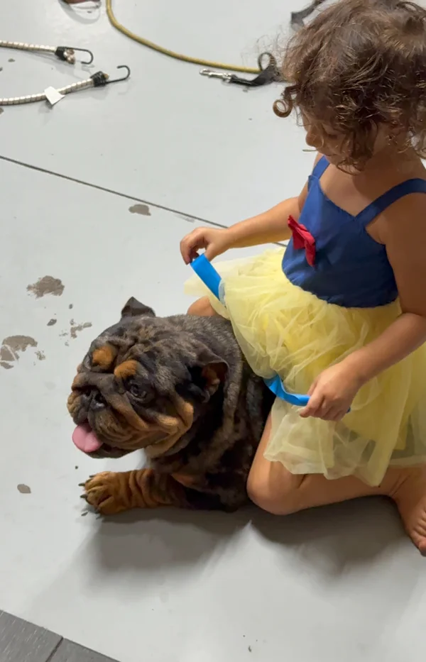 DaNite, black tri merle English bulldog female at DaBestBulls Ranch