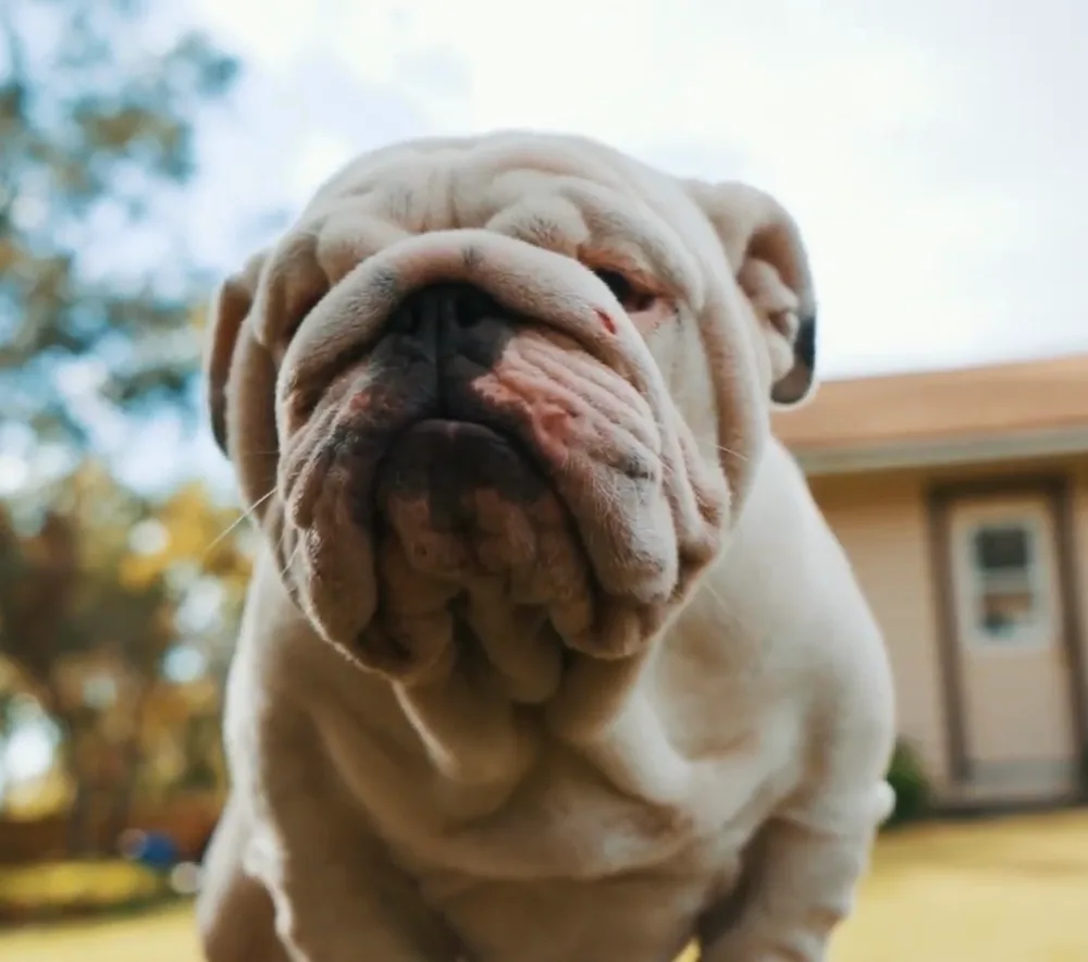 DaSugarMan, a platinum English bulldog stud, photographed head-on from a low angle