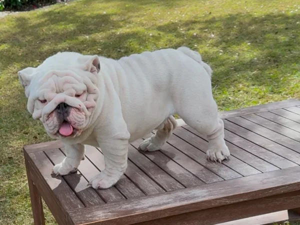 dasugarman platinum english bulldog stud 1