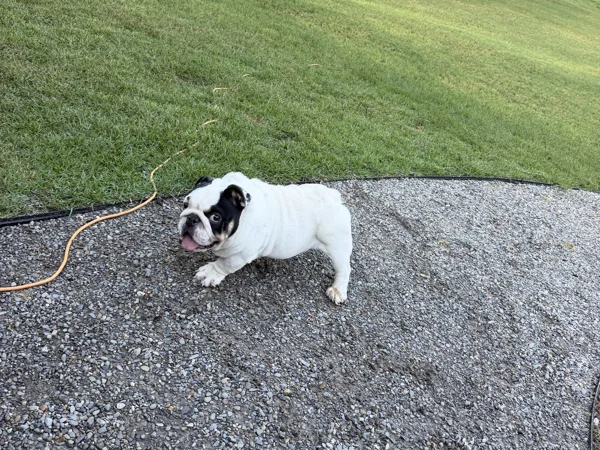 dope micro english bulldog stud 2