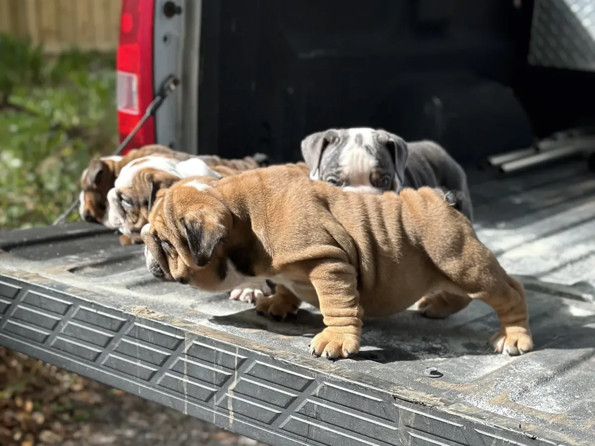 English bulldog puppies in truck for delivery