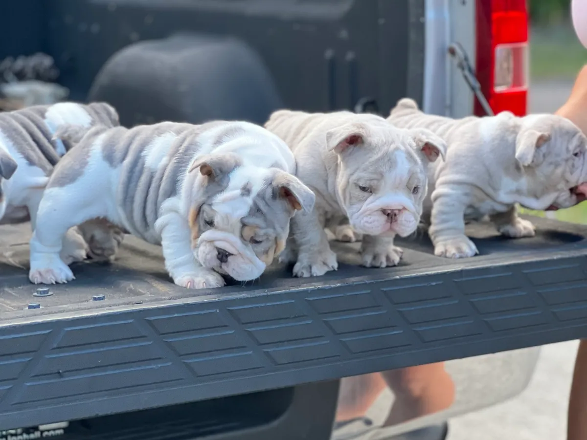 A litter of mini English bulldog puppies lined up on a truck tailgate