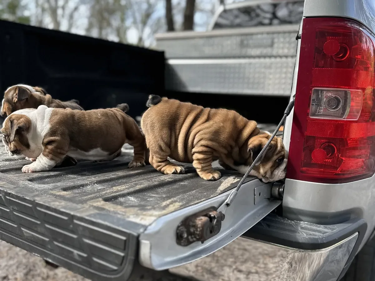 English bulldog puppies riding in truck
