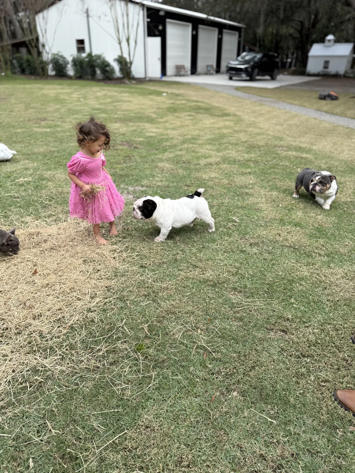English bulldog puppies with children at DaBestBulls Ranch