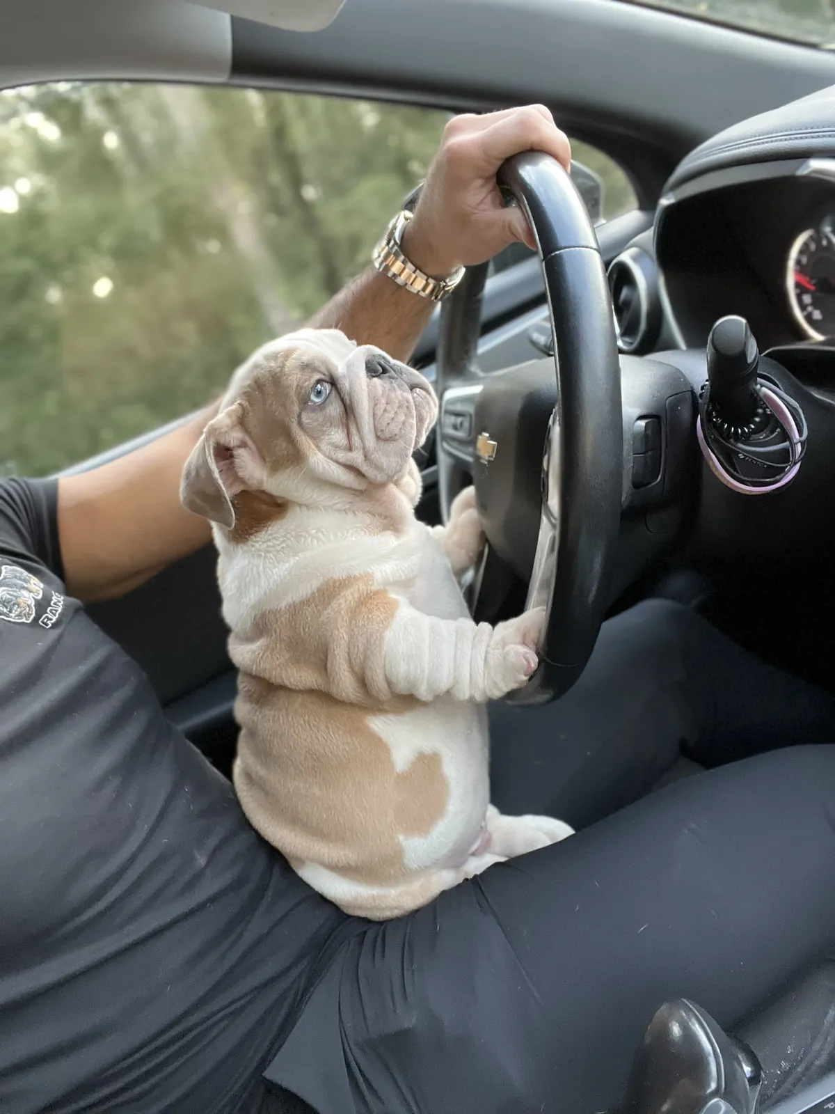 An English bulldog puppy with its paws on a car steering wheel