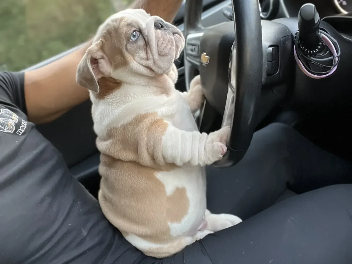 An English bulldog puppy with its paws on a car steering wheel