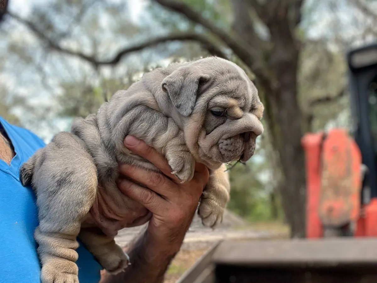 A grey English bulldog puppy held up in one hand at DaBestBulls Ranch