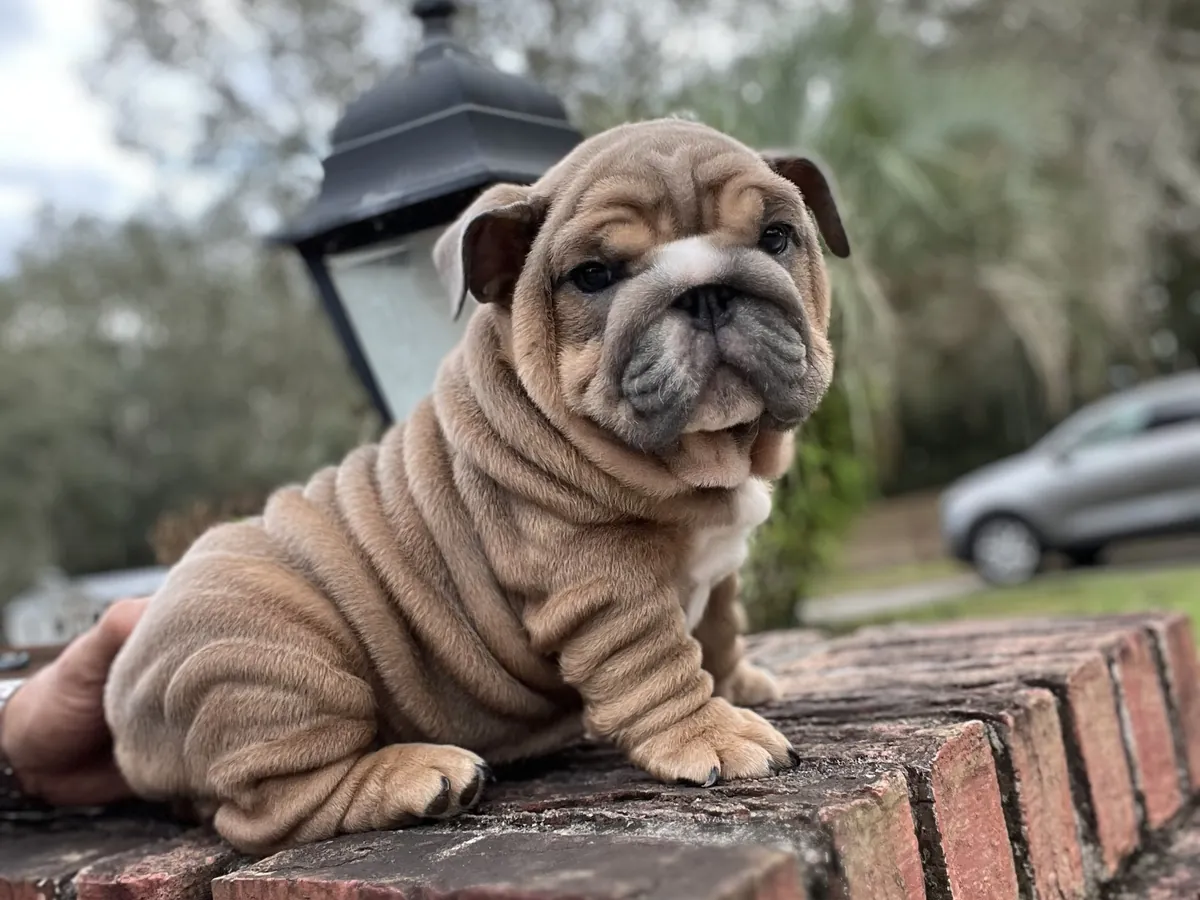 A wrinkly fawn English bulldog puppy sitting on a brick wall