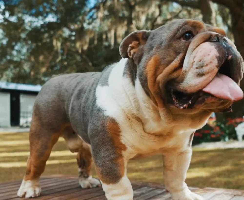 Fury, a blue tri merle English bulldog stud, standing square on a wooden table with his tongue out