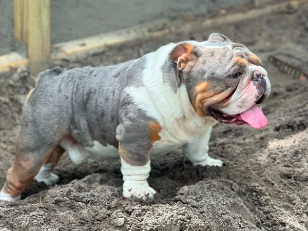fury blue tri merle english bulldog stud 1