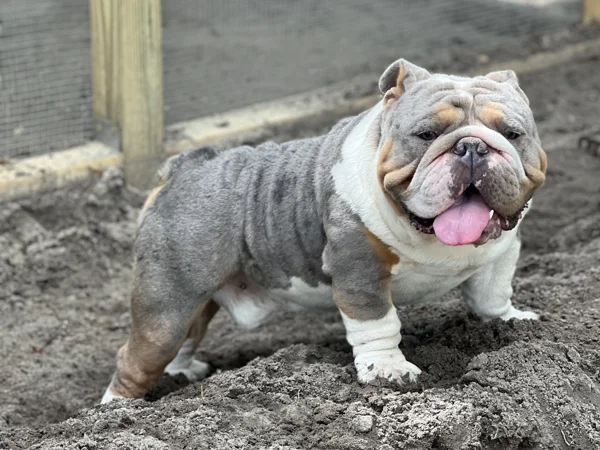 fury blue tri merle english bulldog stud 3