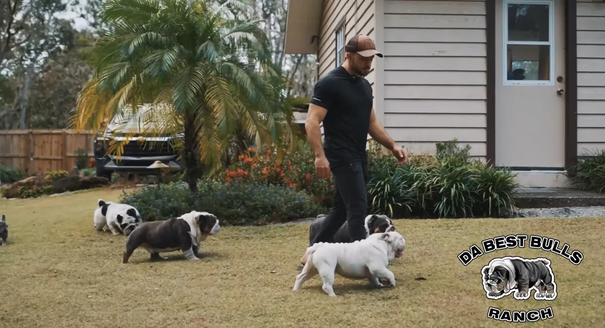 Jason Soares walking with his English bulldogs on the lawn at DaBestBulls Ranch