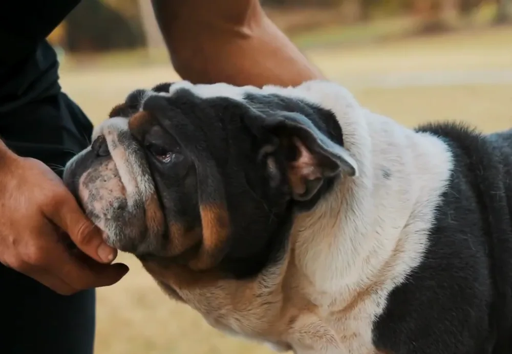 King Escobar, a blue tri English bulldog stud, in close profile as the owner holds his chin