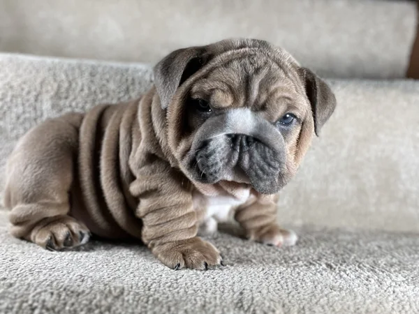king escobar english bulldog puppy 4