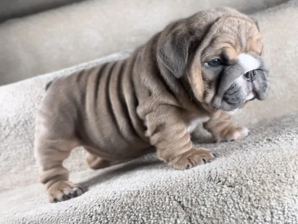 king escobar english bulldog puppy 5
