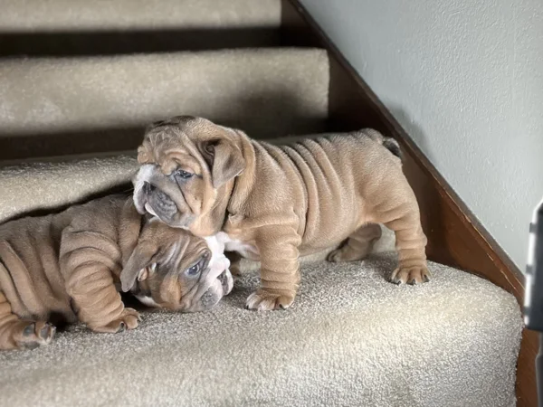 king escobar english bulldog puppy 6