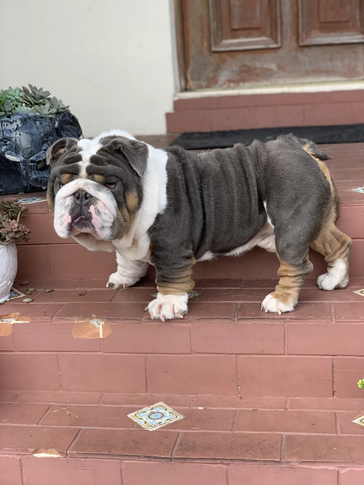 King Escobar, mini English bulldog stud