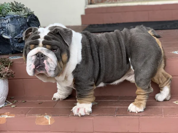 king escobar mini english bulldog stud 1