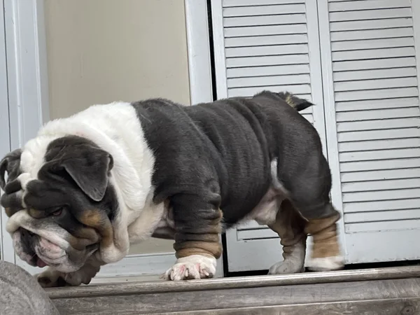 king escobar mini english bulldog stud 2