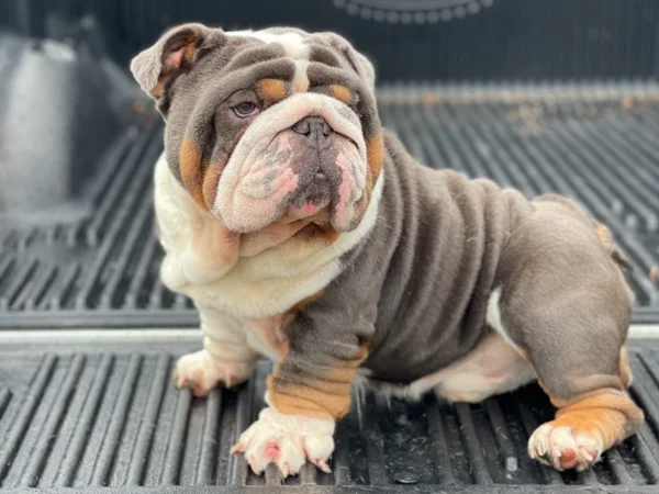 king escobar mini english bulldog stud 3