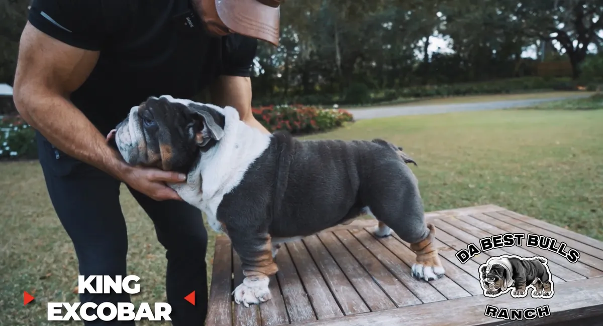 King Excobar, a blue tri English bulldog stud, standing on a table at DaBestBulls Ranch