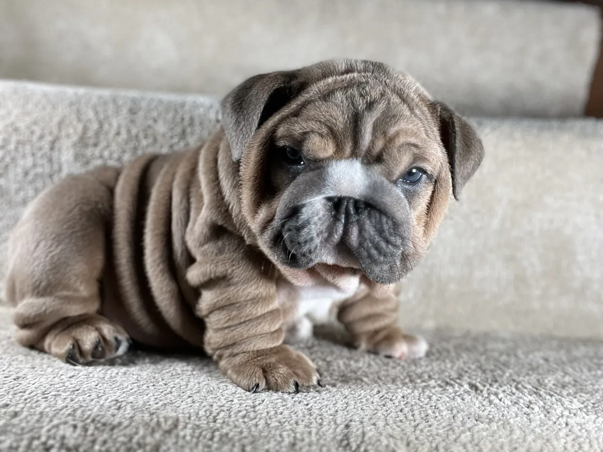 A wrinkly lilac English bulldog puppy on carpeted stairs