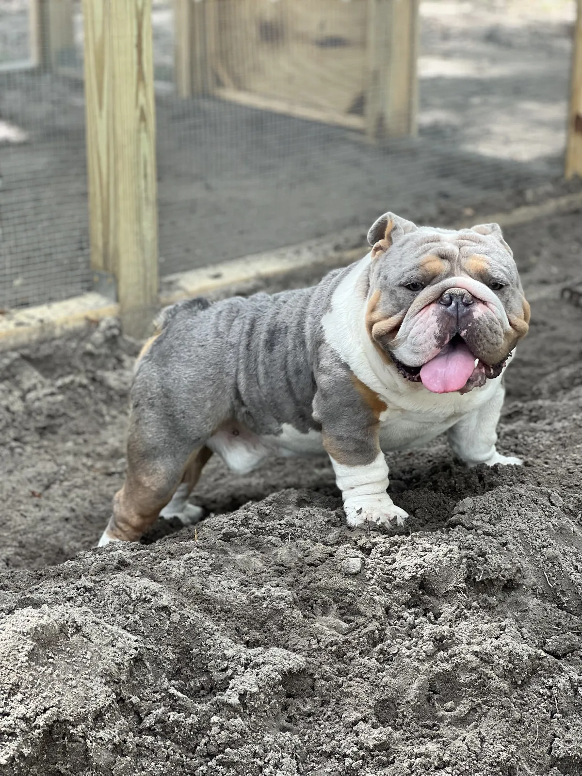 A lilac merle English bulldog stud standing in the yard