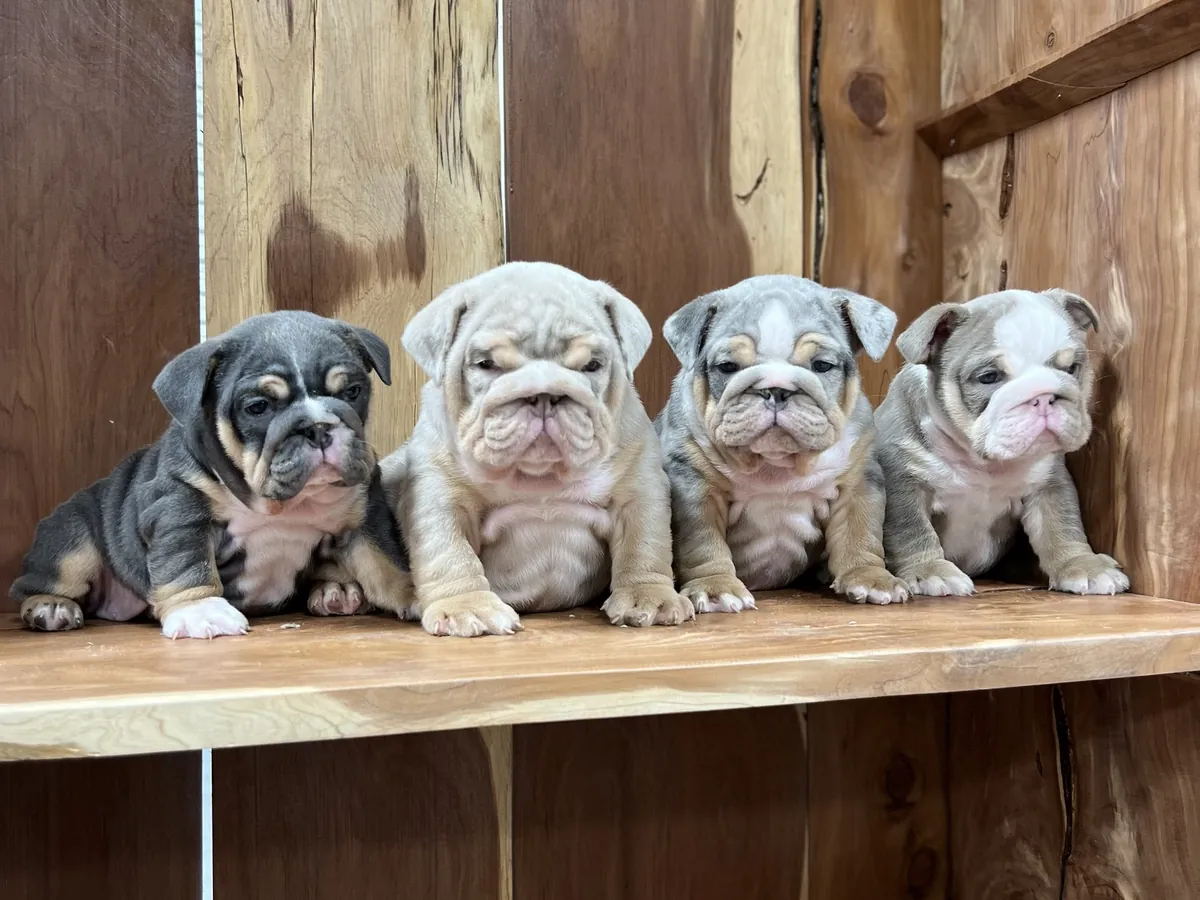 Four mini English bulldog puppies sitting in a row on a wooden shelf