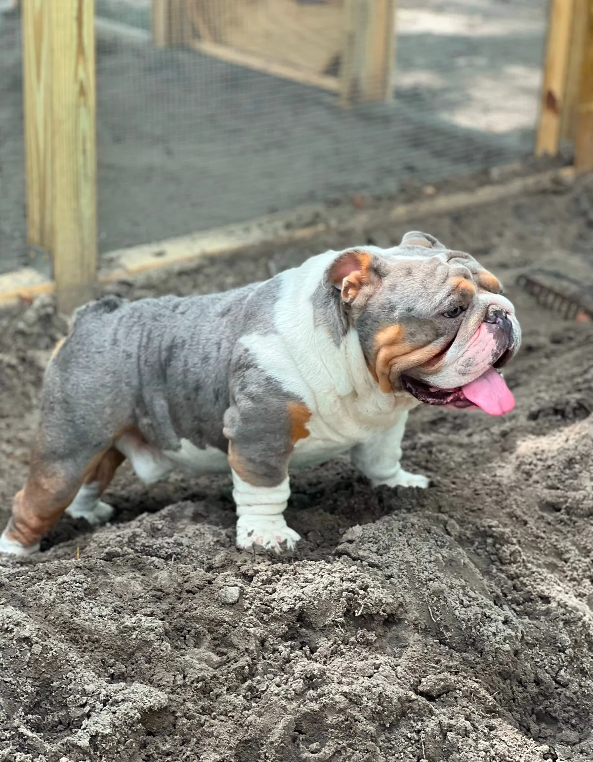 A merle English bulldog stud shown from the side in the yard