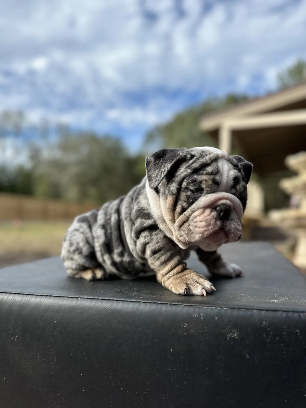 Merle mini english bulldog puppy portrait