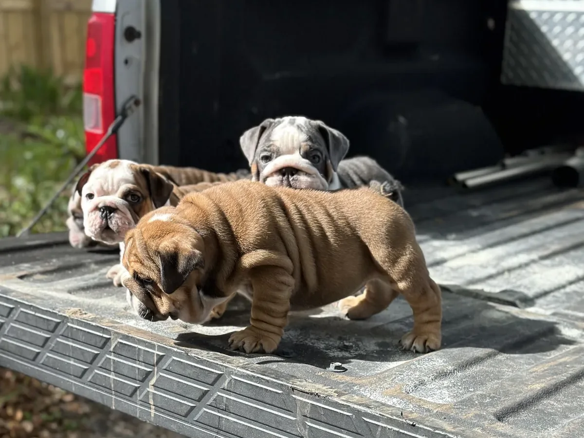 Mini english bulldog puppies on truck tailgate