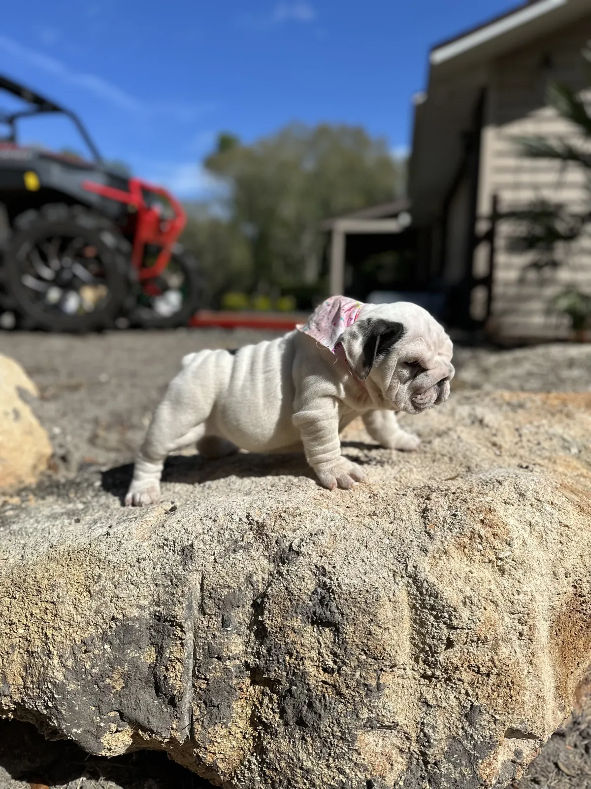 Mini english bulldog puppy on rock