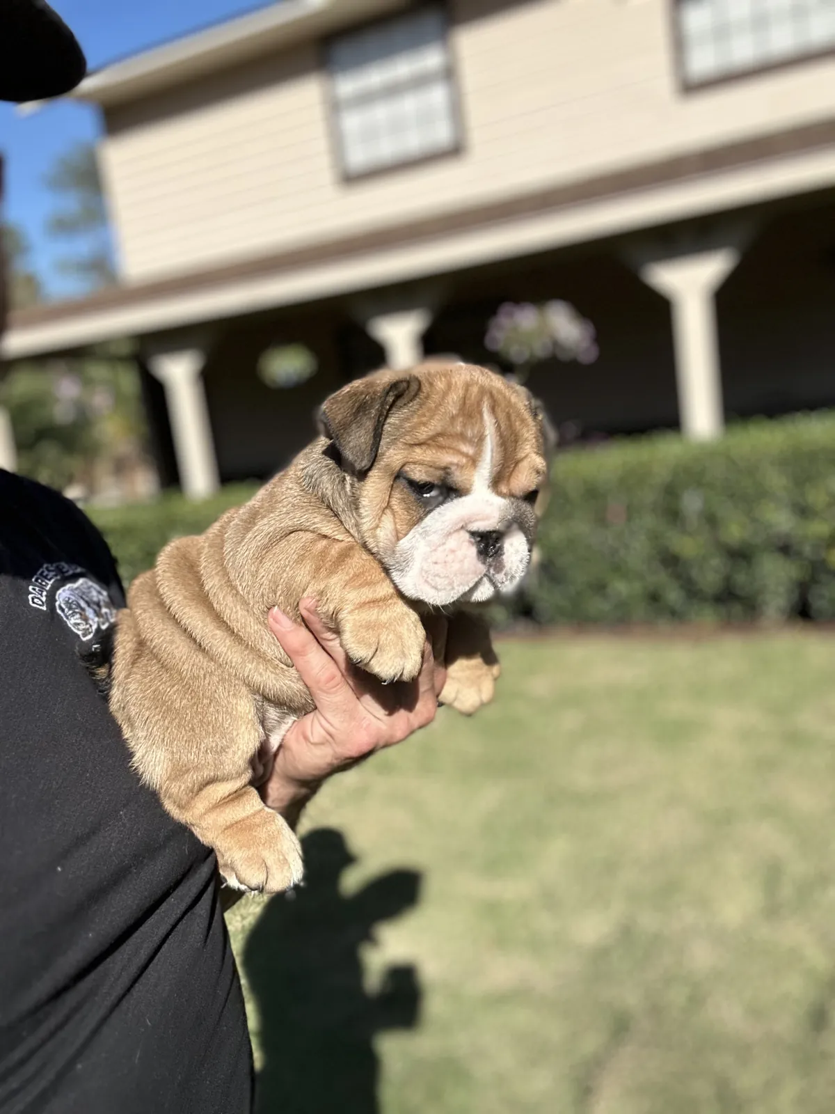 Mini and micro English bulldog puppy at DaBestBulls Ranch