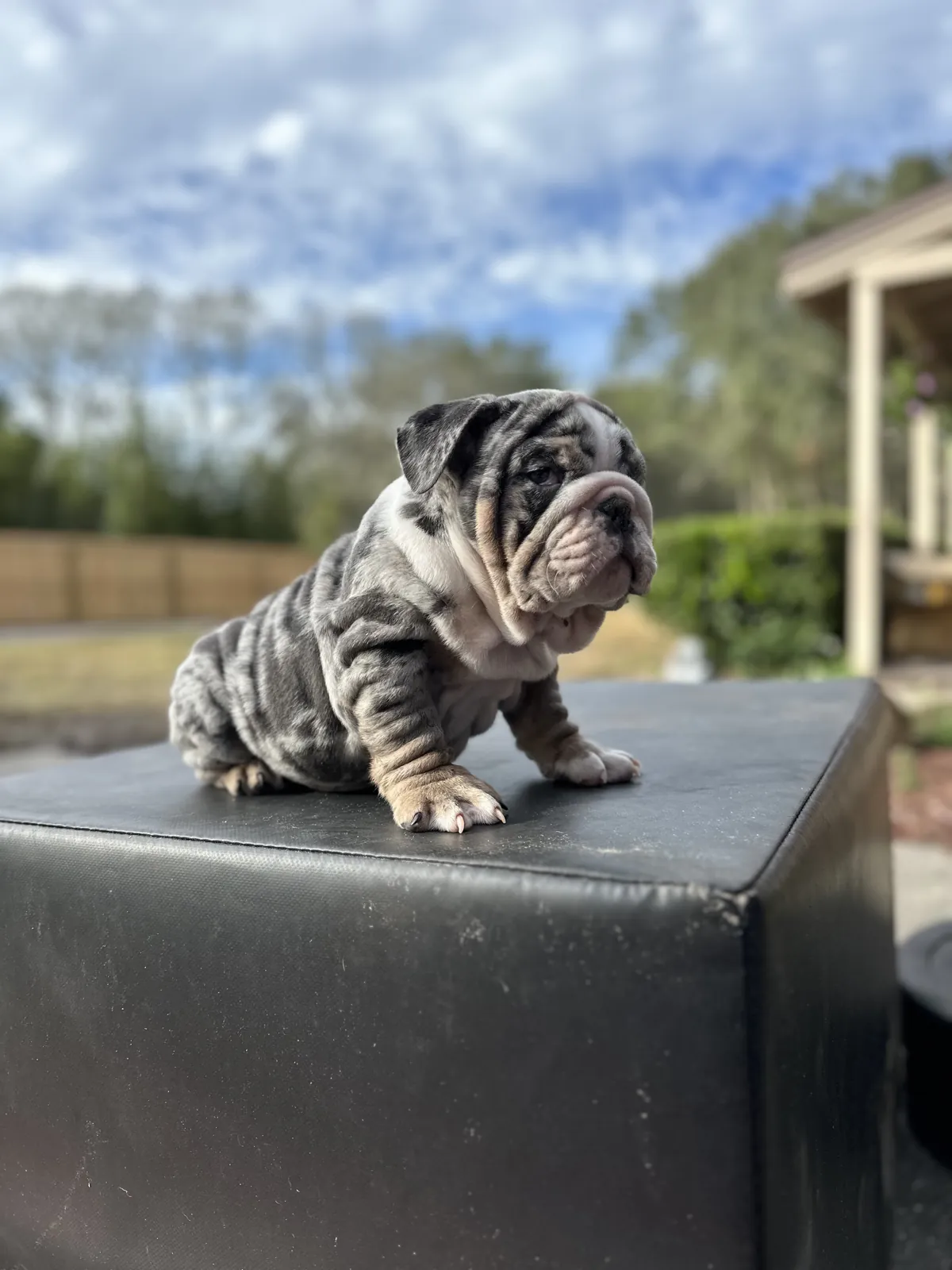Mini and micro English bulldog puppy at DaBestBulls Ranch